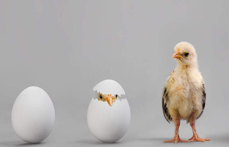 Maturing-Egg-Hatching-into-Chicken